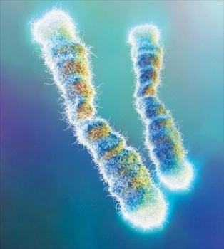 <p style="text-align: justify;">Dalla Spagna arriva un test in grado di predire l’aspettativa di vita: il segreto nella lunghezza dei telomeri, parti finali dei cromosomi</p>
