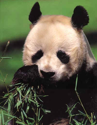 <p style="text-align: justify;">I panda, una delle specie più amate dal pianeta, trovano sempre più difficoltà nell'accoppiamento e la scarsità del bambù, che è alla base della loro dieta, mette in pericolo la loro sopravvivenza</p>
