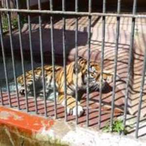 2 milioni di pixel per contribuire a salvare i 300 animali che vivono nello zoo di Napoli

