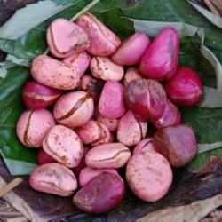 Kola nuts posate su un piatto ricavato da grandi foglie