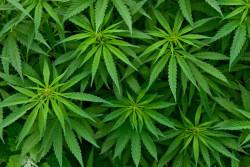Il centro sarà destinato a ricoprire un ruolo molto importante nella conduzione di avanzate ricerche legate alla cannabis