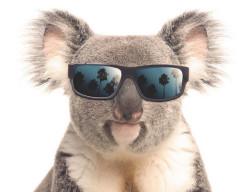 koala