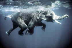 La struttura particolare dei polmoni degli elefanti permette ai grossi pachidermi di rimanere alcuni metri sott'acqua senza gravi conseguenze 